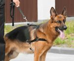 An image of a fully trained dog handler with a trained security dog, on patrol at a commercial premises.